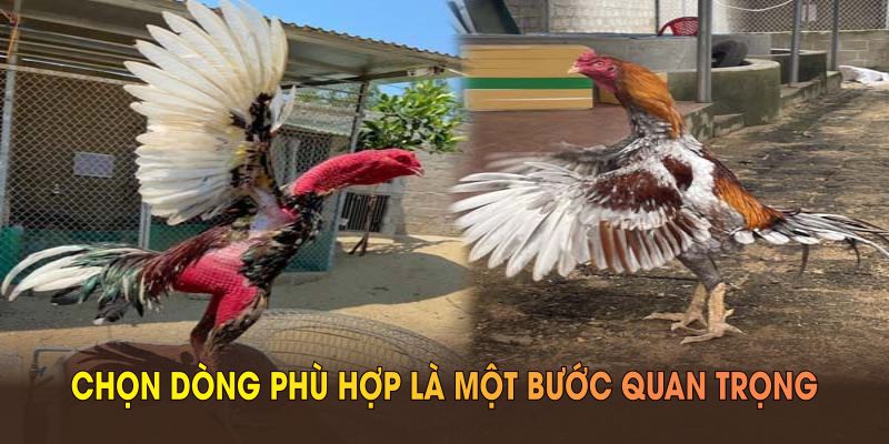 Chọn dòng phù hợp là một bước quan trọng trong cách nuôi gà đá